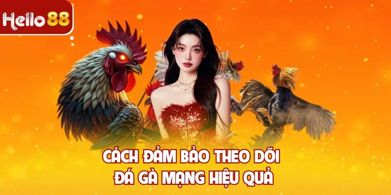 Cách đảm bảo theo dõi đá gà mạng hiệu quả
