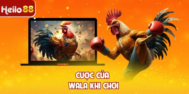 Cược cửa Wala khi chơi